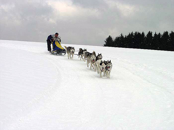 2003 schlittenhunde013.jpg